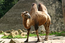 220px-Bactrian_Camel.jpg