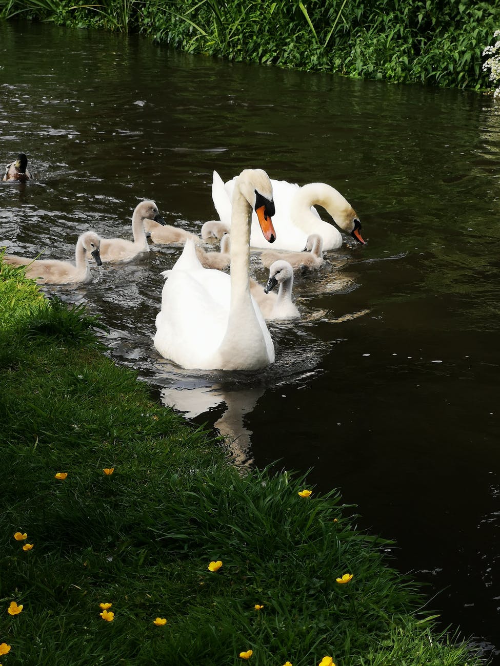 white swans on river