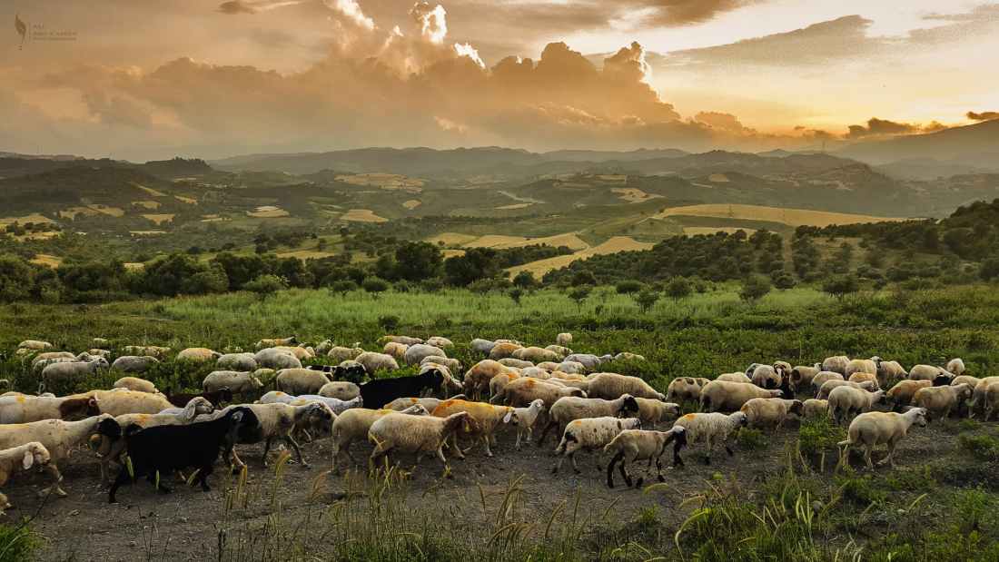 white and black goats