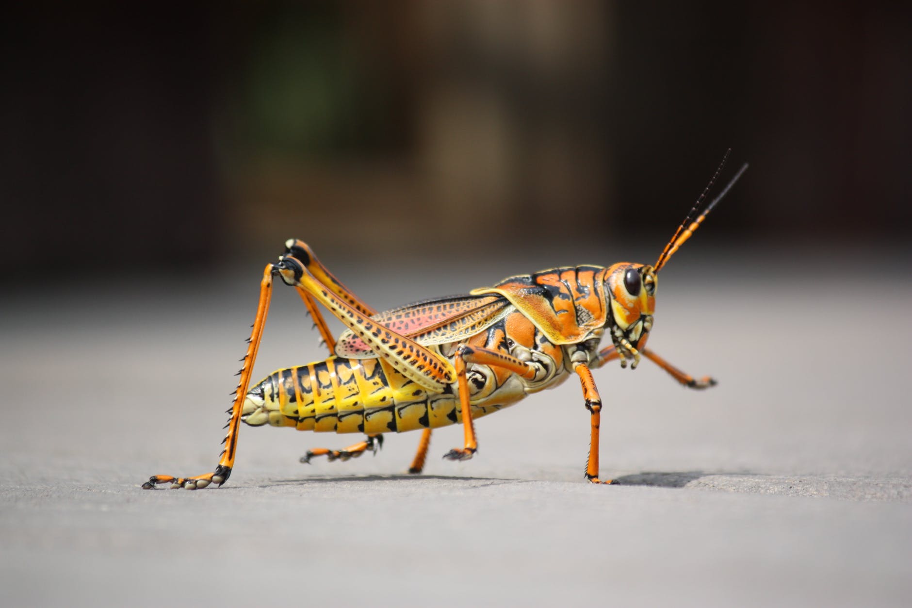 nature animal insect grasshopper