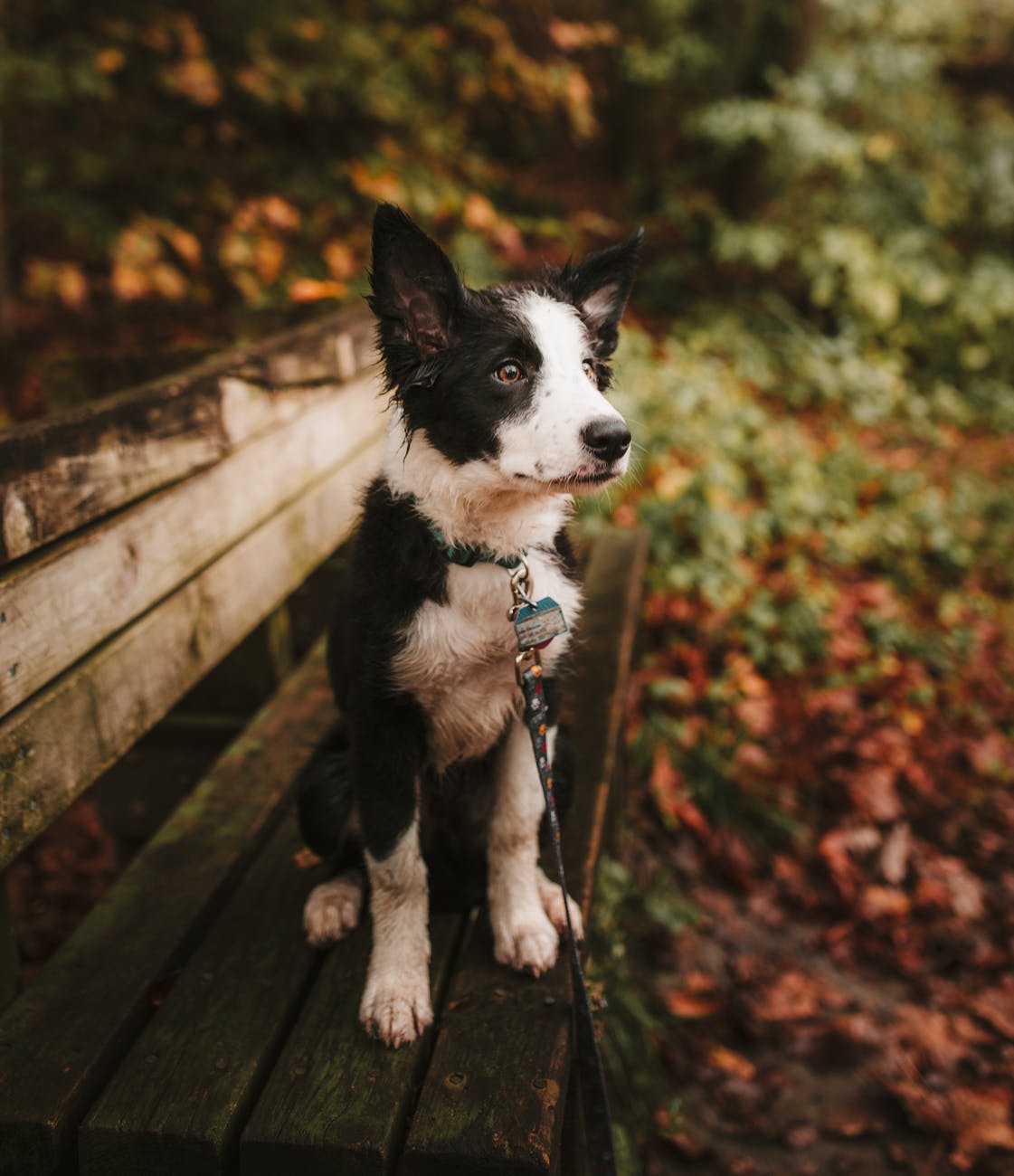 selective focus photo of a short coated white and black puppy sitting on a bench