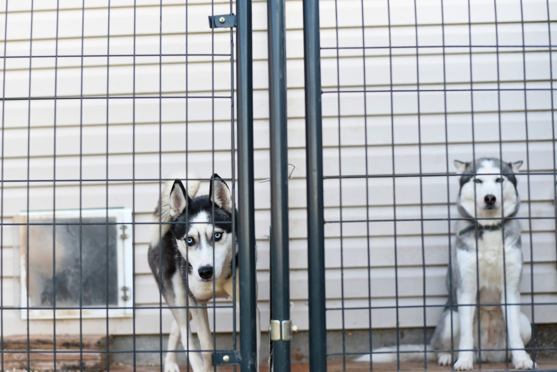 photo of huskies behind fence