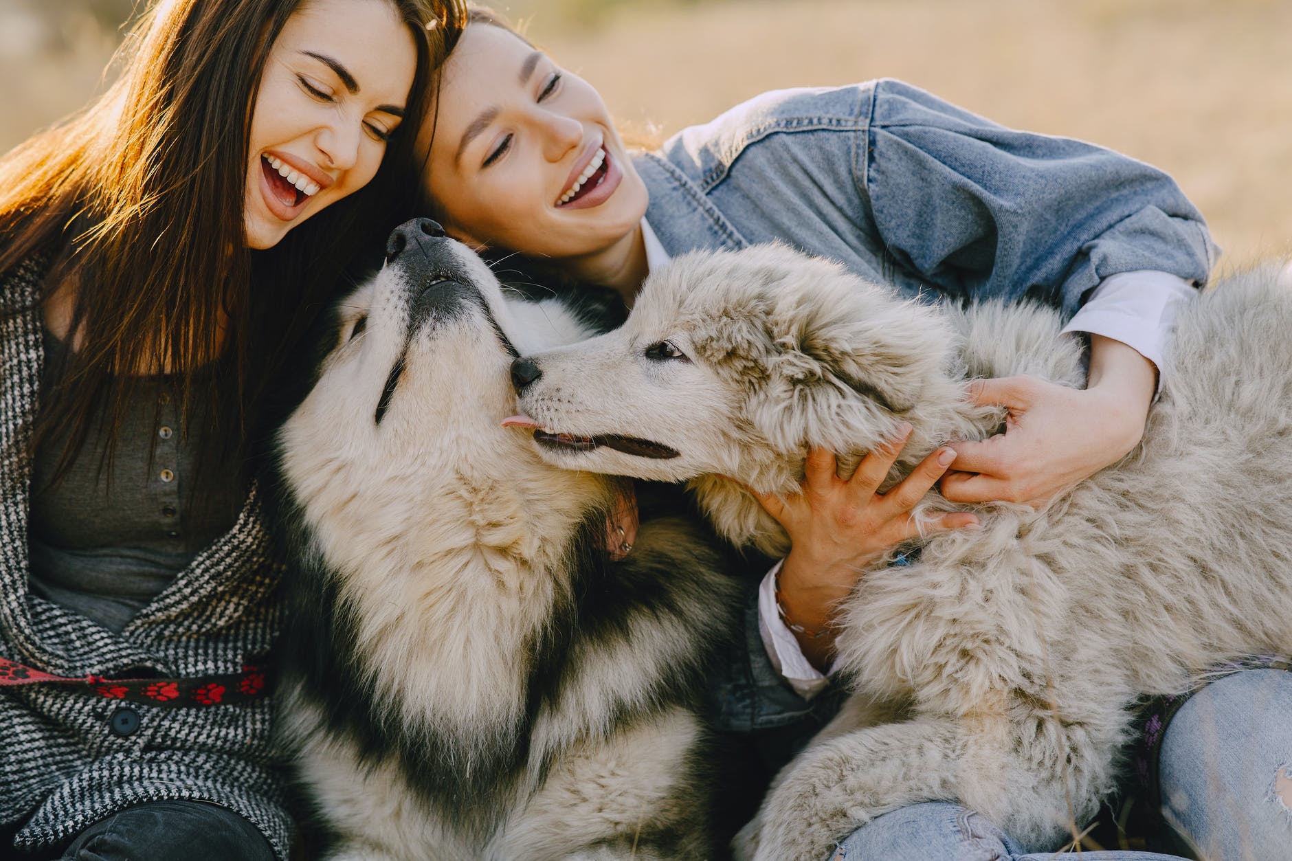 happy girlfriends caressing husky dogs in sunlight