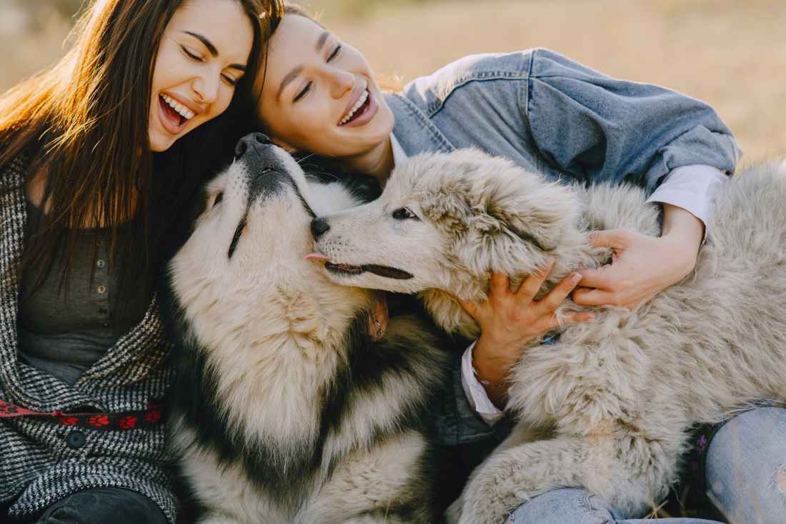 happy girlfriends caressing husky dogs in sunlight