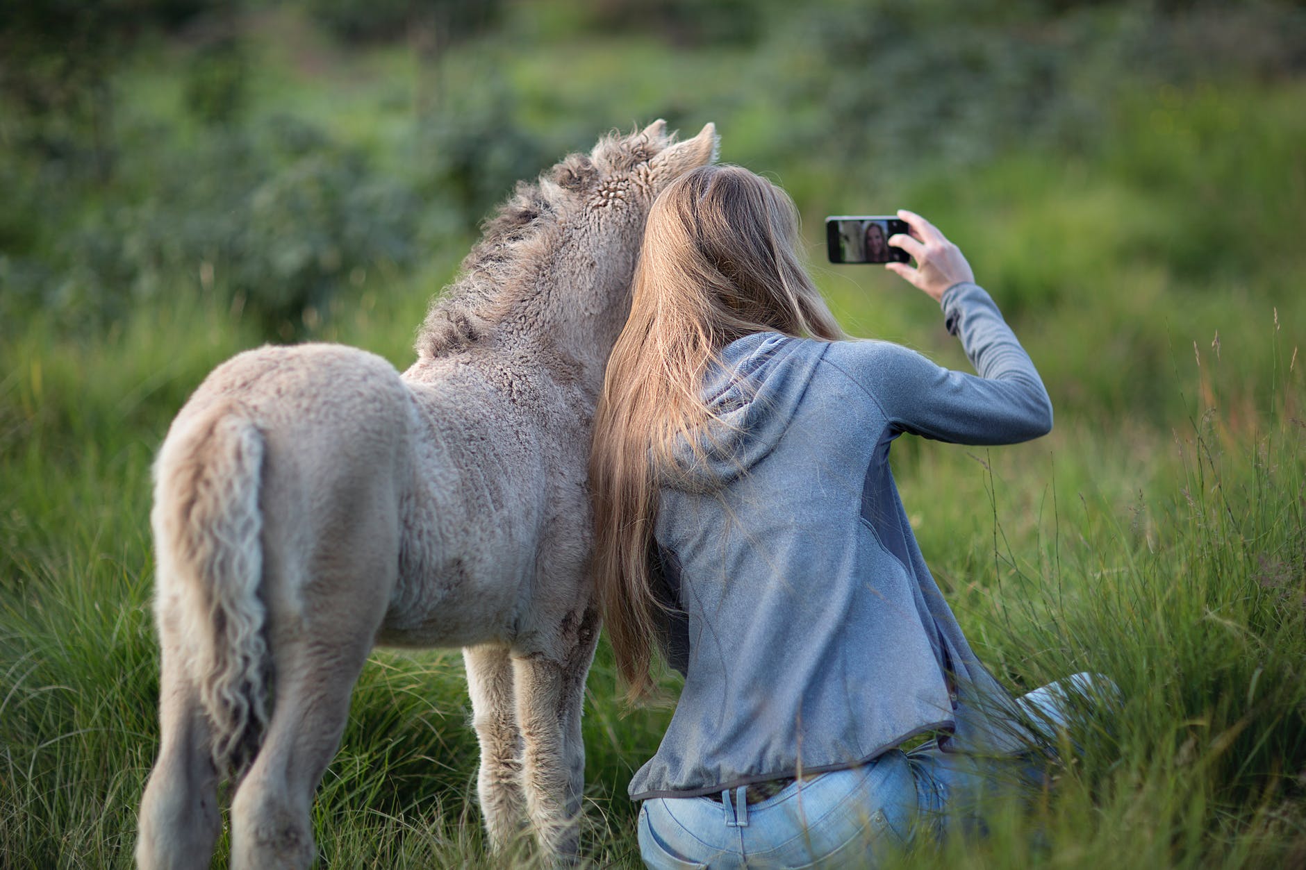 woman beside donkey taking selfie on grass